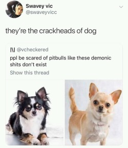 whitepeopletwitter: The crackheads of dogs