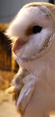 gallifreyburning:  Boo the barn owl, Mayfield Birds of Prey,