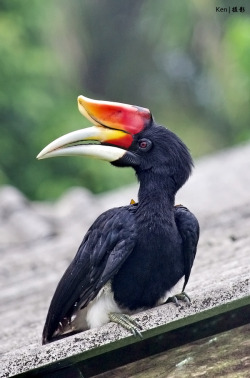 funkysafari:  Rhinoceros Hornbill, Thailand by kengoh8888