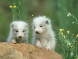 cuteness-daily:  Arctic Fox Appreciation Post!  look at this.