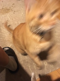 That moment when you try to get an adorable picture of a kitty