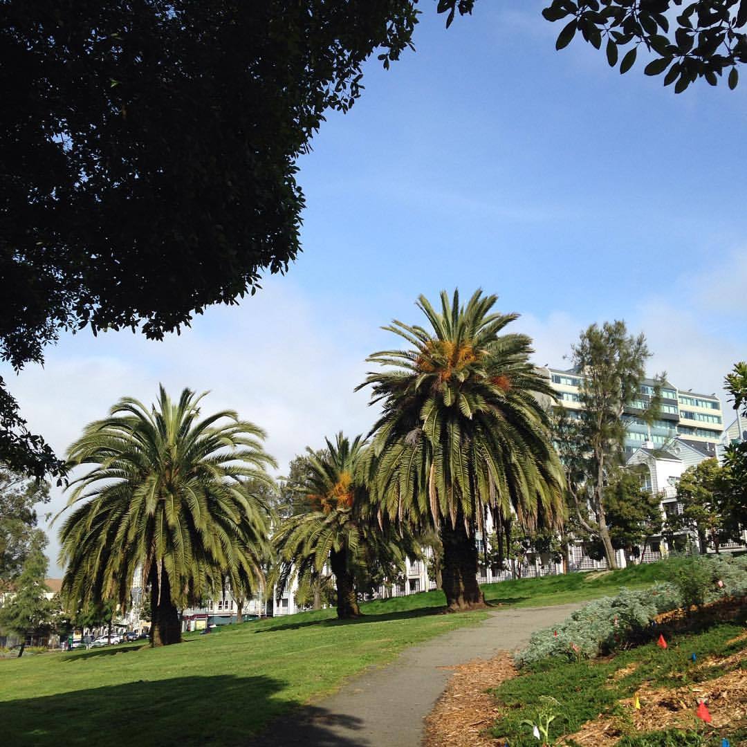 <p>I love these palms. Does anyone know what type they are?  (at Alamo Square Park, S.F.)</p>