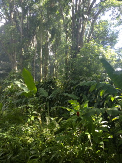 theadventurechild:  Jungle/tropical blog 