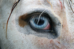 dancewiththedog:Wall eyed horse.