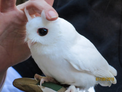 grislyteeth:featheroftheowl:Albino Screech Owl - Eastern Morph