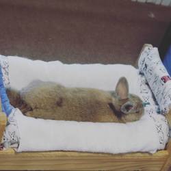 pycbunnies:  This bed is juuussttt right! #bunnies #bunniesofinstagram