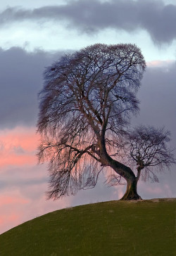 oculi-ds:  Dawn Tree by wentloog on Flickr.