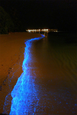  A beach in Maldives awash in bioluminescent Phytoplankton looks