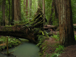 brutalgeneration:  Fallen redwood (by Aindrila) 