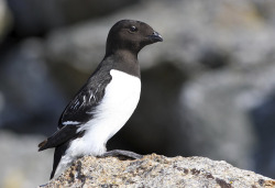 avianeurope:  Dovekie aka Little Auk (Alle alle), Spisbergen,