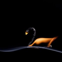 gaksdesigns:  Macro Shots of Sculpted Burning Matches by Russian