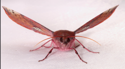 cool-critters:  Pink-bellied moth (Oenochroma vinaria)The pink-bellied