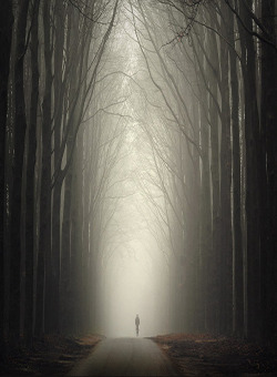 etherealvistas:  Forest (Holland) by Theo Peekstok   //  // ]]>