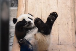 giantpandaphotos:  Yuhin at Adventure World in Wakayama, Japan,