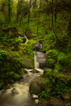 outdoormagic:  Forest Stream by Rob Atkins 