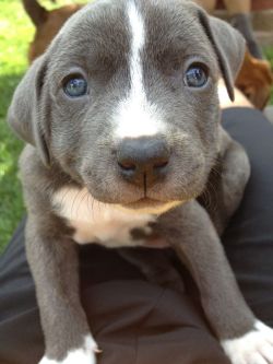 dogsandpupsdaily:  - American Pitbull Terrier. Want more? Follow:http://dogsandpupsdaily.tumblr.com/