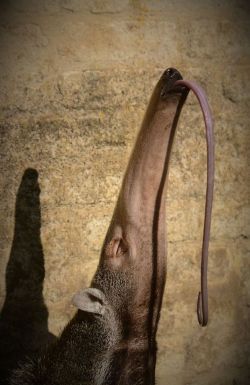 rorschachx:  A giant anteater (Myrmecophaga tridactyla) shows