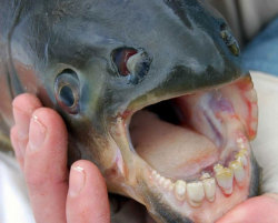 Pacu fish and its human teeth…