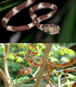 i-am-lauren:  Blunt headed tree snakes, a genus of colubrid snakes