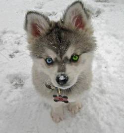 In his true element (Siberian Husky puppy with heterochromia