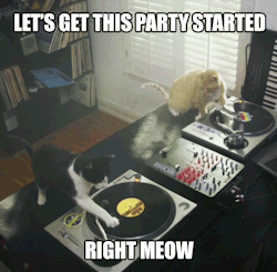 smartestcats:  Skipper and Otto are literally party animals when