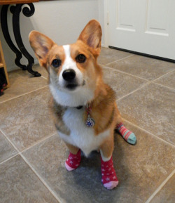 snickmom:  I have socks on my feet. Have I earned my treat? I