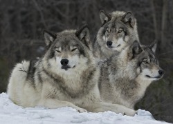 mirifika:  beautiful-wildlife:  Canadian Timber Wolves by Rudy