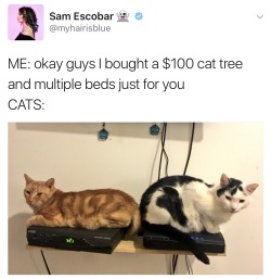 Cat Memes Only