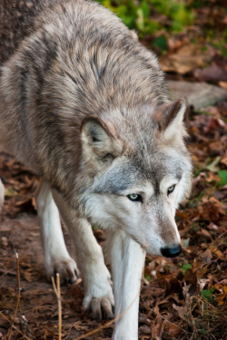 wonderous-world:  Wolf by Dawn Ryan 