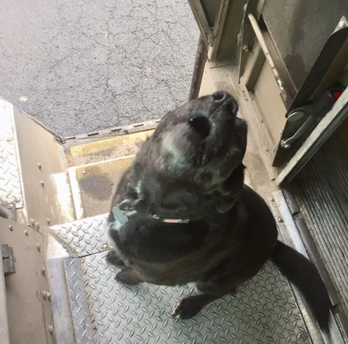 ups-dogs:The injustice.The outrage.The inhumanity.Bentley the