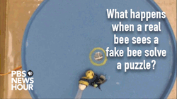 fieldbears: newshour:  What does it take to teach a bee to use