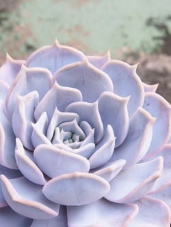 markunsan: Echeveria cv. 　エケベリア　名無し 結構　葉っぱ大きめ。