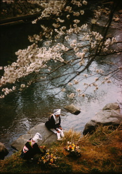 20aliens:JAPAN. Kyoto. 1961. Cherry blossom time along the river
