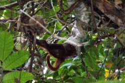 rhamphotheca:  Boa Constrictor Seen Eating Howler Monkey in a
