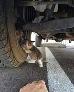 awwww-cute:  As long as we’re sharing kittens found under vehicles,