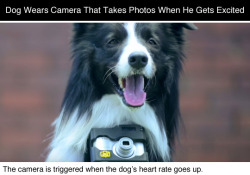 jessefuckingmccree: tastefullyoffensive: Video: Grizzler the Border Collie is the World’s First Canine Photographer 