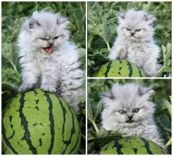 awwww-cute:  I’d advise against touching her watermelon (Source: