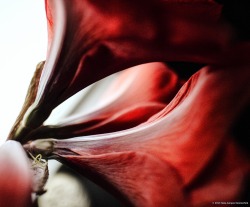 hjs-photo: Red Lily © 2013 Hans-Jürgen Sommerfeld, all rights