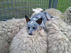 awwww-cute:  An Australian Blue Heeler goes to sleep on top of