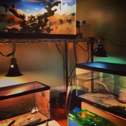 Creature corner! #beardeddragons #crickets #prayingmantis #pets