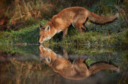pagewoman:    Red Foxby Phil Morgan on 500px  