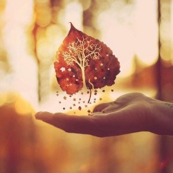 Anyone who thinks fallen leaves are dead has never watched them dancing on a windy day. ~ Shira Tamir
