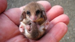 awwww-cute:  One of Australia’s not so scary animals, the Pygmy