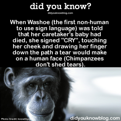 did-you-kno:  When Washoe (the first non-human to use sign language)