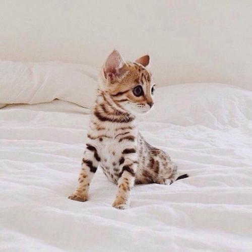 juicy–kitty:  kiefeon:  ohmygod  Bengal kittens are heaven sent. I always wish I got nala when she was a kitten.