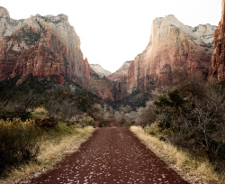 vhord:  natvrist:  womaninthewoods:  brianflaherty:Zion National