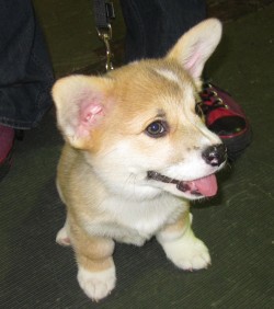 scampthecorgi:  This is puppy Scamp wishing you a happy National