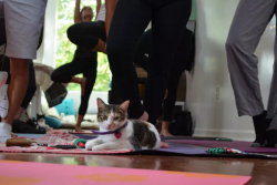 vox:  “Cats are better at yoga than you. They are more flexible