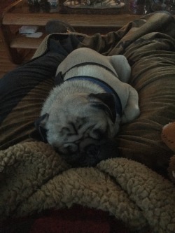 Pug cuddles , hot chocolate , a hot fire, and movies . Not what