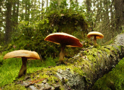 sjalvdestruktiv:  Mushrooms growing on a fallen tree… by Niera